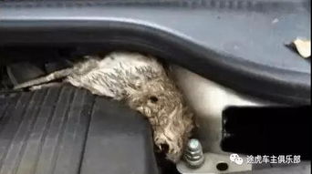 汽车振动频率是多少